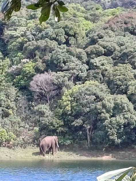 In his new home in Tamil Nadu, a healed Arikomban is being encouraged ...