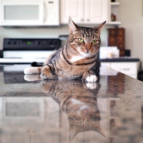 How to Keep Your Cat Off the Counter: Top 10 Ways | Family Handyman