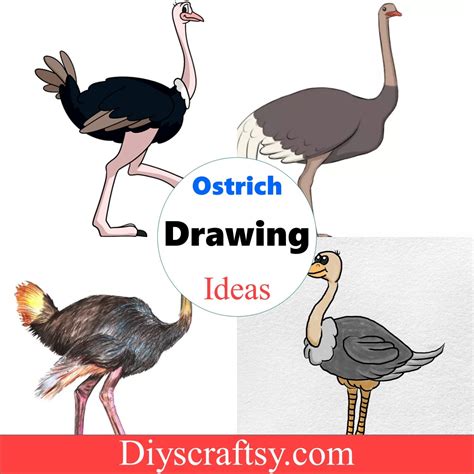 12 Ostrich Drawing Ideas - How To Draw Ostrich - DIYsCraftsy