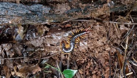 Genetic diversity in centipedes higher than spiders, insects: CCMB study