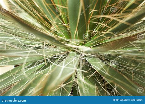 Agavaceae Agave Filifera Var Filamentosa Plant, Flower Growing in ...