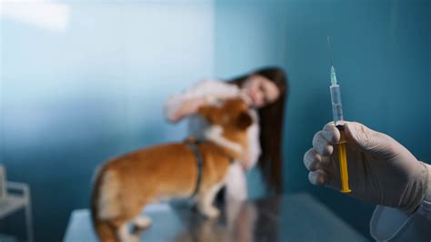 What Is A Kennel Cough Vaccine at Brandy Dawn blog