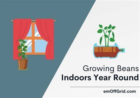 How to Grow Beans Indoors Year Round