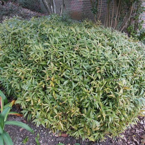 Sarcococca Plants for Sale | Enhance Your Garden with Fragrant, Evergr ...