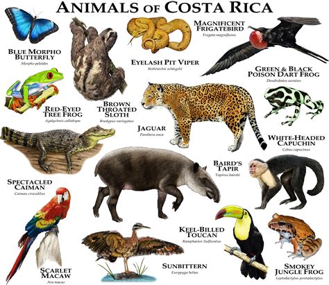 Costa Rican Rainforest Animals