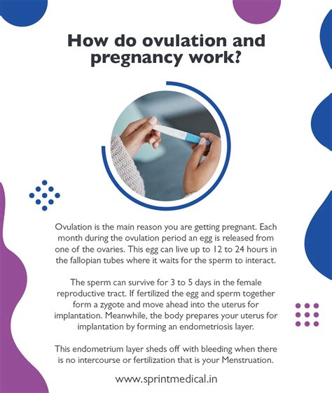Ovulation Egg Life Span