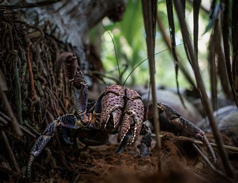 Coconut crabs may hold clue to Amelia Earhart fate | National Geographic