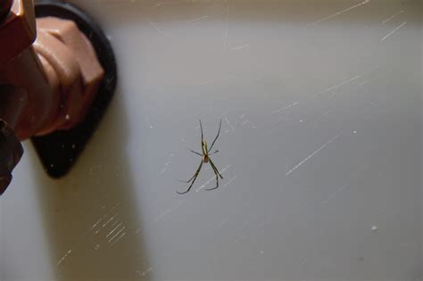 What do Joro Spiders Look Like? - Joro Spiders