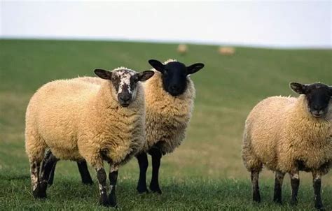 羊的品种有哪些呢-百度经验