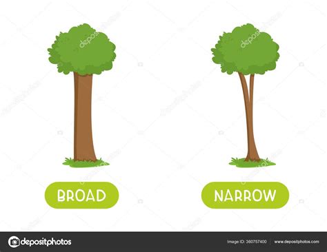 Narrow Broad Antonyms Word Card Flat Vector Template Flashcard English ...