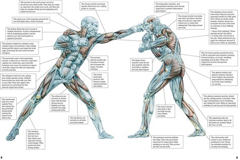 Strongest Human Punch at Beatrice Burdett blog