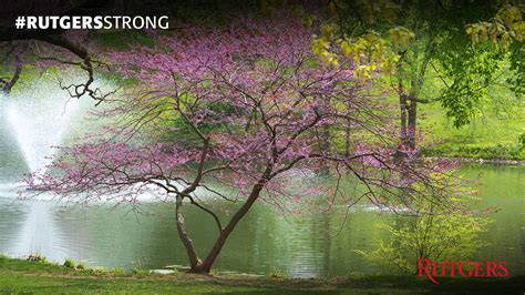 Download Rutgers Eastern Redbud Tree Wallpaper | Wallpapers.com