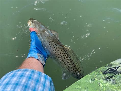 Texas speckled trout regulations see big change in Laguna Madre after historic freeze