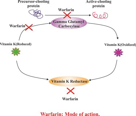 Warfarin – Drug Details