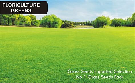 Imported Selection No 1 Grass Seeds 100 Grm : Amazon.in: Garden & Outdoors
