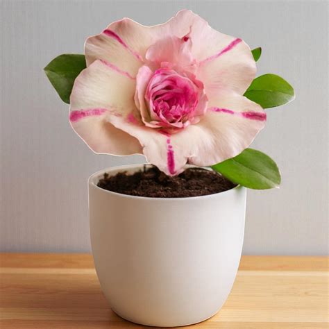 Order Adenium R46 - Rosy Double-Layer Desert Rose Online – Plant Orbit