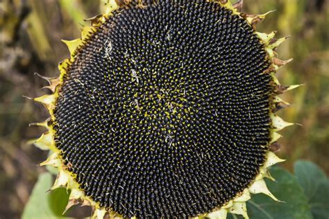 Only Harvest The Seeds From A Sunflower Head When The Petals Start To ...