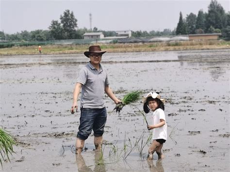 市现代农业服务中心开展水稻机插秧技术指导、技术培训-天门市人民政府