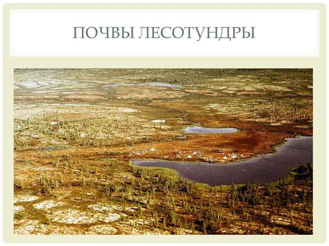 Лесотундра - презентация онлайн