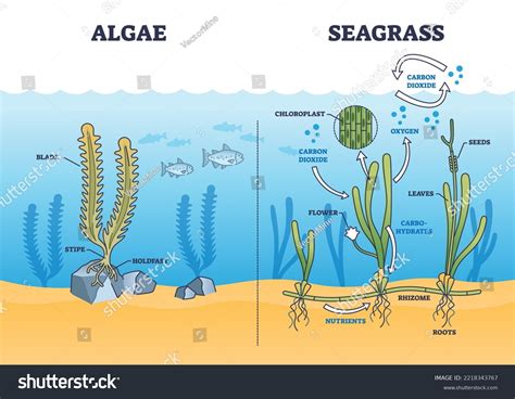 44 Algae Diagram With Labelling Royalty-Free Images, Stock Photos ...