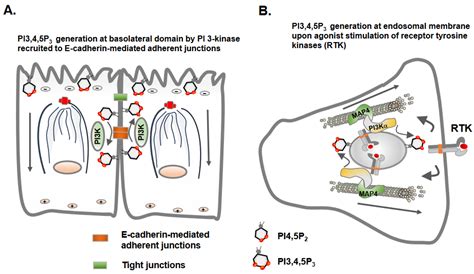 Regulation of Cell Adhesion and Migration via Microtubule Cytoskeleton ...