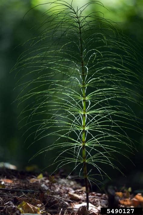 Image result for horsetail and nerve damage