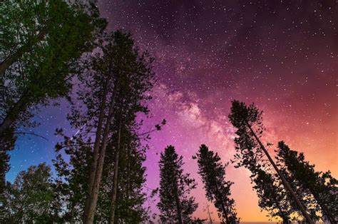 Low angle shot of a mesmerizing starry sky over the forest | Premium Photo