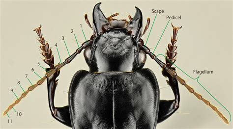 Do All Insects Have Antennae