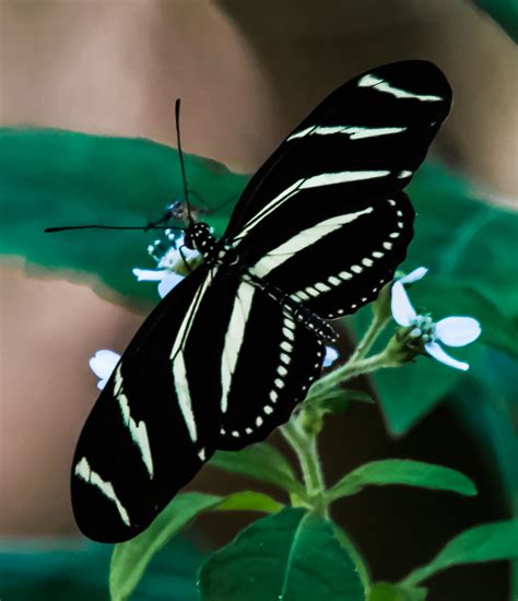 Zebra Longwing - Alabama Butterfly Atlas