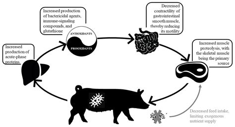 Formulating Diets for Improved Health Status of Pigs: Current Knowledge and Perspectives