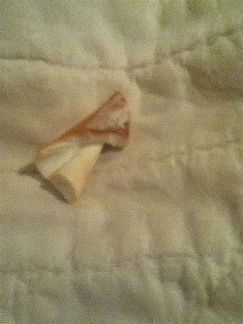 Image result for What's Inside Conch Shell