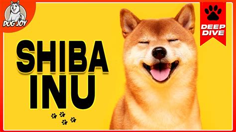 The Ultimate Guide to Shiba Inu: Everything You Need to Know