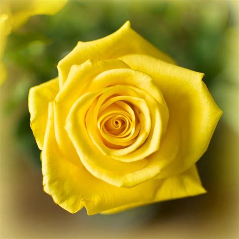 Yellow Rose Colour Meanings | Friendship and Valentines Day