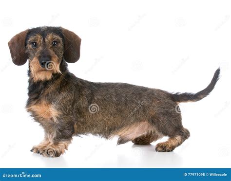 Miniature Wirehaired Dachshund Stock Photo - Image of adorable ...
