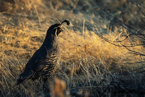 Quail Photos, Download The BEST Free Quail Stock Photos & HD Images