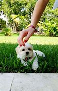 Image result for Really Cute Teacup Puppies