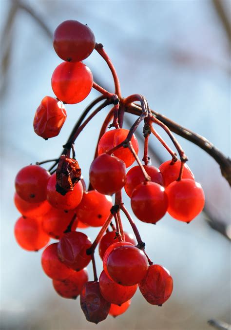 Berries red bush free image download