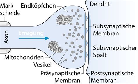 Synapse – Dorsch - Lexikon der Psychologie