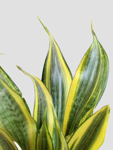 Buy Snake Plants Online in India | Snake Plant Collection – Greenkin