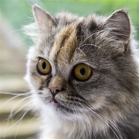 Smashed Face Cat Breeds