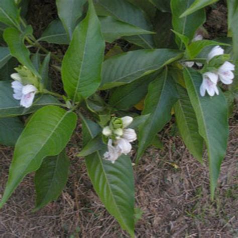 Adusi Plant Adhatoda Vasica Adulsa Medicinal Plant – GreenParadiseLive