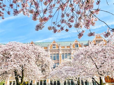 University of WA Cherry Blossoms: What to Know Before you Go | MAPLE ...