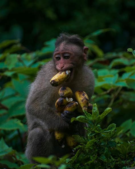Monkey with Bananas · Free Stock Photo