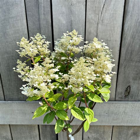 Image result for Pruning Quick Fire Tree Form Hydrangea