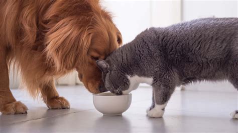Can Cats Eat Dog Food