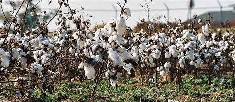 Global Provider of Diagnostic Test Kits And Instruments