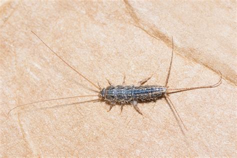 Where Do Silverfish Come From?