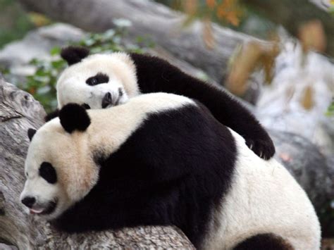 Image result for Panda Example in Python