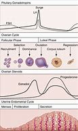 Image result for progesterone 助孕酮