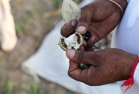 DTE Coverage: Pink bollworm’s cotton curse in India's North Zone
